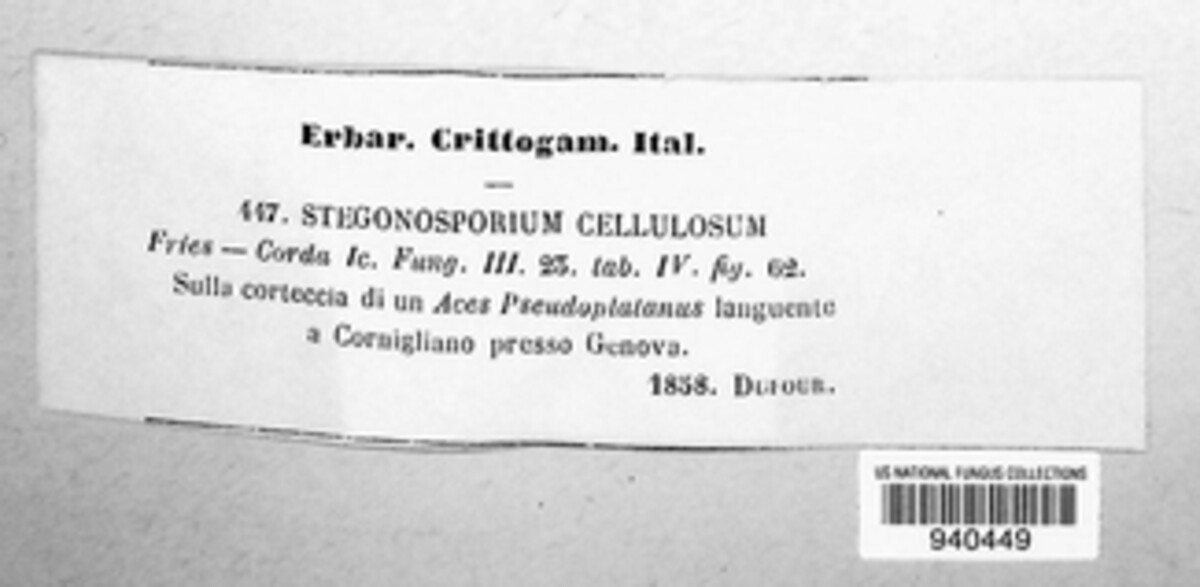 Stegonsporium cellulosum image